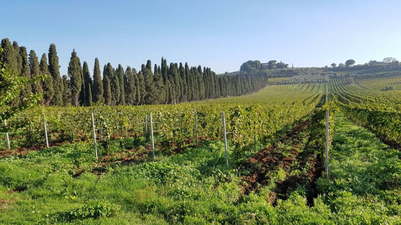 Tenuta Di Pietra Porzia Monte Porzio Catone Exteriör bild
